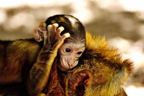 Cute, colorful and beautiful baby monkey, with the hand on the head