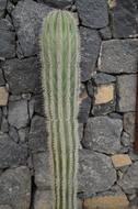 Cactus Wall Front