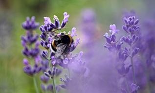 fluffy bumblebee is sitting on blooming lavender