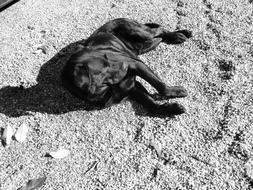 black purebred dog resting in the sun