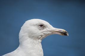 Seagull Hamburg Alster white