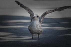 Seagull Wing