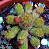 Cactus Bud Green Pink And