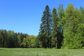 spring green forest and meadow