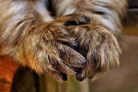Barbary Ape Feet Endangered