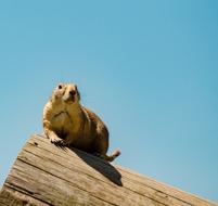 Gophers Croissant Ground Squirrel