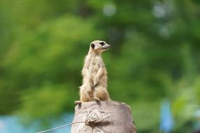 Meerkat Guard