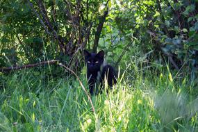 Kitten Black green grass