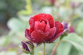 Rose Trickle Affix Hangang