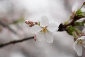 Wuhan Cherry Blossom