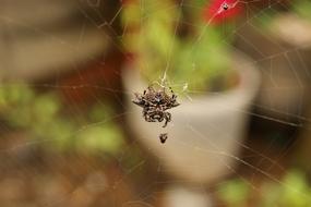 Insects Thebaid Quindio