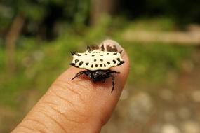 Insects Thebaid Quindio