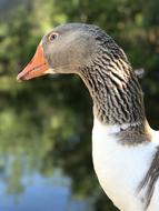 neck of a gray goose on a blurred background
