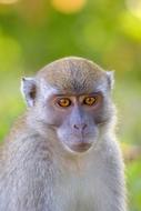 Portrait of the cute, beautiful and colorful monkey in Thailand at blurred background