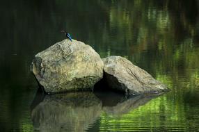 kingfisher on a stone in green water
