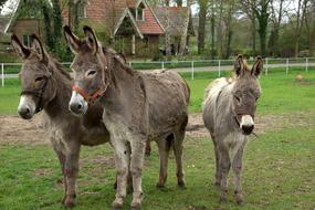 donkey family on the farm