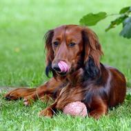 Dachshund Long Hair
