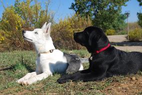 Dog Labrador and Husky