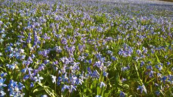 Scilla Blue Flowers
