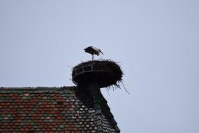stork in a nest on the roof of a house