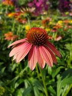 Purple Coneflower Echinacea