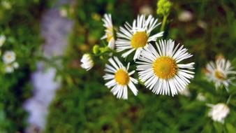 Summer Flowers macro blur nature