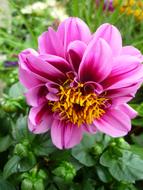 Dahlia Flower Garden Tubers-Plant