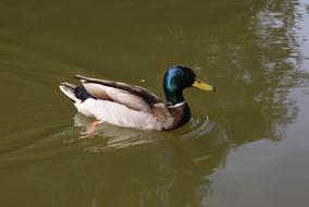 blue headed Duck in Lake