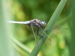 a big dragonfly in the green grass in the meadow