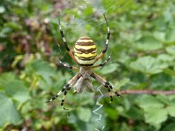 Spider Tiger Wasp Argiope