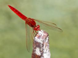 Red Dragonfly Erythraea
