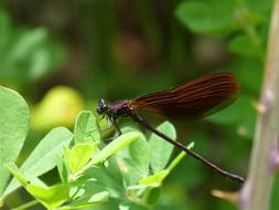 Black Dragonfly Calopteryx