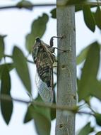 Cicada Crayfish Olive