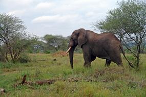 Africa Tanzania Elephant
