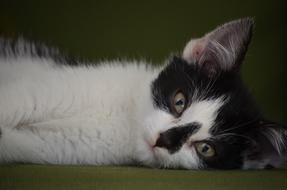 Kitten Black And White relax