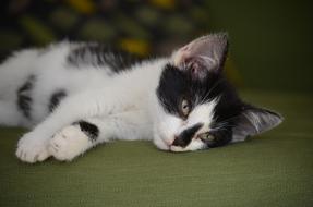 Cute and beautiful, colorful baby cat, laying in light