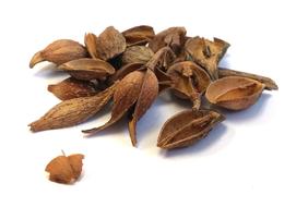 Traditional Chinese Medicine Herb