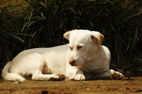 My Dogs The