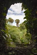 Tenerife Palm Garden Canary islands