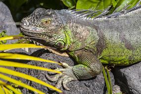 Lizard Iguana Reptile