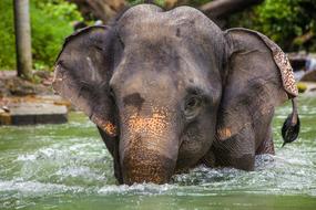 Elephant Asia Thailand Asian