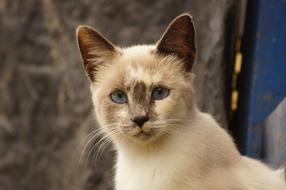 Portrait of the cute, colorful and beautiful cat, with the blue eyes, in Filandia, Quindio