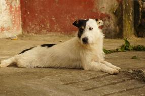 Cute and beautiful, white and black dog, laying on the pavement in Filandia, Quindio