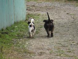 two small dogs are walking along the road in the countryside