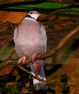 Cute and beautiful, colorful, exotic dove bird on the branch, in light