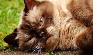 british shorthair cat resting on the grass