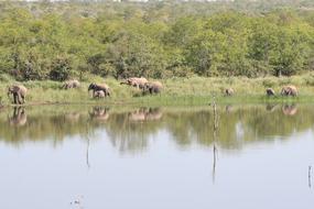 Elephants South Africa Safari