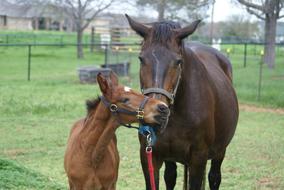 a small horse with a big horse at a walk