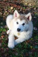 Baby Alaskan Dog