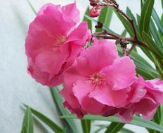 Leander Pink Flower Mediterranean